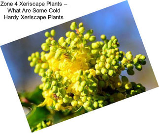 Zone 4 Xeriscape Plants – What Are Some Cold Hardy Xeriscape Plants