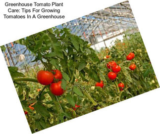 Greenhouse Tomato Plant Care: Tips For Growing Tomatoes In A Greenhouse