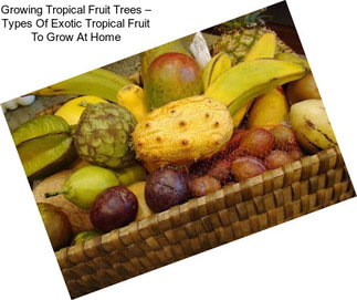 Growing Tropical Fruit Trees – Types Of Exotic Tropical Fruit To Grow At Home