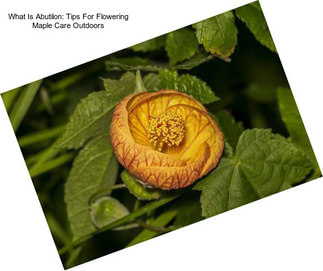 What Is Abutilon: Tips For Flowering Maple Care Outdoors