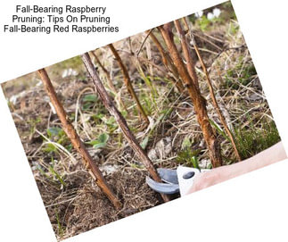 Fall-Bearing Raspberry Pruning: Tips On Pruning Fall-Bearing Red Raspberries