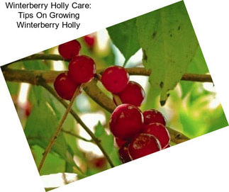 Winterberry Holly Care: Tips On Growing Winterberry Holly