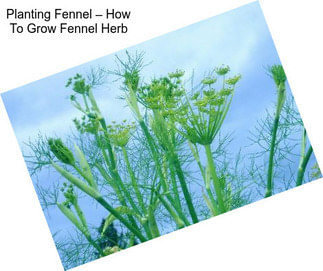 Planting Fennel – How To Grow Fennel Herb