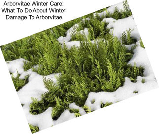 Arborvitae Winter Care: What To Do About Winter Damage To Arborvitae