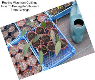 Rooting Viburnum Cuttings: How To Propagate Viburnum From Cuttings