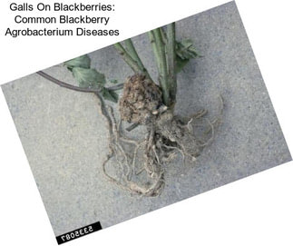 Galls On Blackberries: Common Blackberry Agrobacterium Diseases