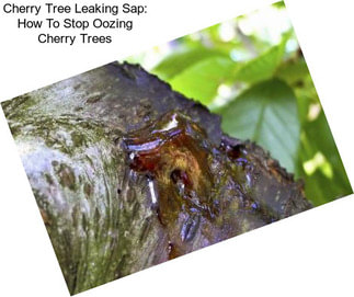 Cherry Tree Leaking Sap: How To Stop Oozing Cherry Trees
