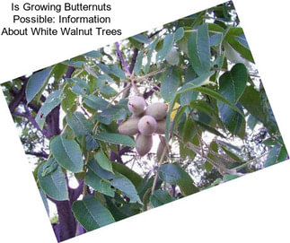 Is Growing Butternuts Possible: Information About White Walnut Trees
