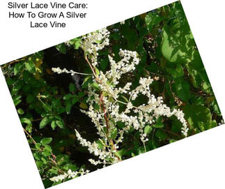 Silver Lace Vine Care: How To Grow A Silver Lace Vine