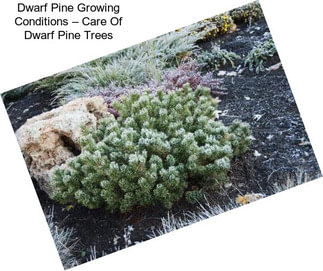 Dwarf Pine Growing Conditions – Care Of Dwarf Pine Trees