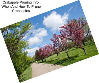 Crabapple Pruning Info: When And How To Prune Crabapples