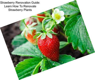 Strawberry Renovation Guide: Learn How To Renovate Strawberry Plants