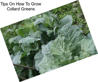 Tips On How To Grow Collard Greens