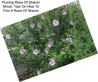 Pruning Rose Of Sharon Shrub: Tips On How To Trim A Rose Of Sharon