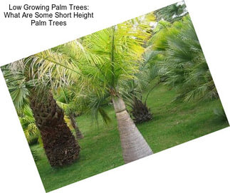 Low Growing Palm Trees: What Are Some Short Height Palm Trees