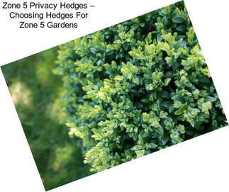 Zone 5 Privacy Hedges – Choosing Hedges For Zone 5 Gardens