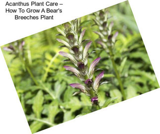 Acanthus Plant Care – How To Grow A Bear\'s Breeches Plant