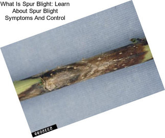What Is Spur Blight: Learn About Spur Blight Symptoms And Control