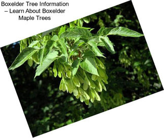 Boxelder Tree Information – Learn About Boxelder Maple Trees