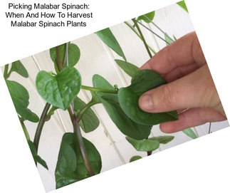 Picking Malabar Spinach: When And How To Harvest Malabar Spinach Plants