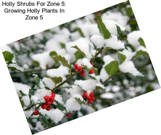 Holly Shrubs For Zone 5: Growing Holly Plants In Zone 5