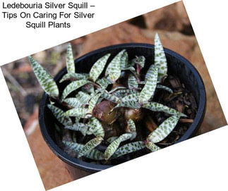 Ledebouria Silver Squill – Tips On Caring For Silver Squill Plants