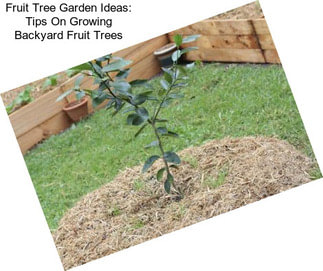 Fruit Tree Garden Ideas: Tips On Growing Backyard Fruit Trees