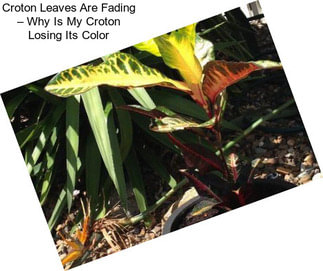 Croton Leaves Are Fading – Why Is My Croton Losing Its Color