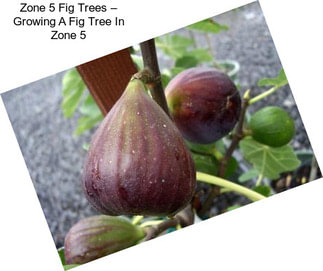 Zone 5 Fig Trees – Growing A Fig Tree In Zone 5