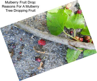 Mulberry Fruit Drop: Reasons For A Mulberry Tree Dropping Fruit