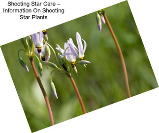 Shooting Star Care – Information On Shooting Star Plants