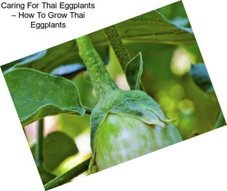 Caring For Thai Eggplants – How To Grow Thai Eggplants