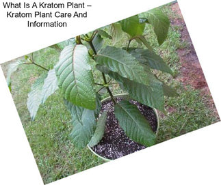 What Is A Kratom Plant – Kratom Plant Care And Information