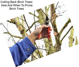 Cutting Back Birch Trees: How And When To Prune Birch Trees