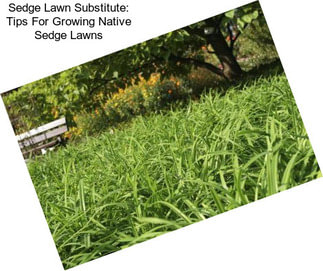 Sedge Lawn Substitute: Tips For Growing Native Sedge Lawns