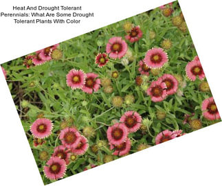Heat And Drought Tolerant Perennials: What Are Some Drought Tolerant Plants With Color