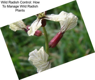 Wild Radish Control: How To Manage Wild Radish Plants
