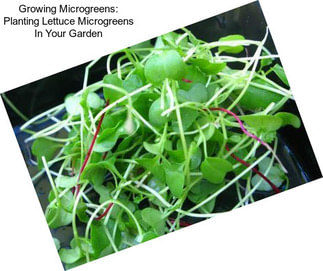 Growing Microgreens: Planting Lettuce Microgreens In Your Garden