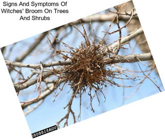 Signs And Symptoms Of Witches\' Broom On Trees And Shrubs
