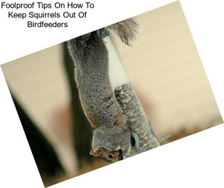 Foolproof Tips On How To Keep Squirrels Out Of Birdfeeders