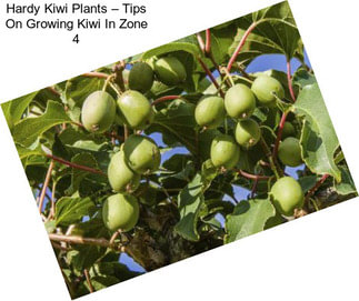 Hardy Kiwi Plants – Tips On Growing Kiwi In Zone 4