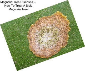 Magnolia Tree Diseases – How To Treat A Sick Magnolia Tree