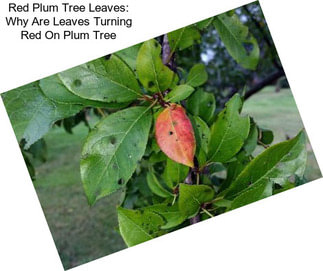 Red Plum Tree Leaves: Why Are Leaves Turning Red On Plum Tree