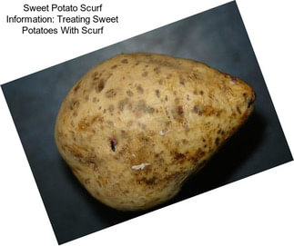 Sweet Potato Scurf Information: Treating Sweet Potatoes With Scurf