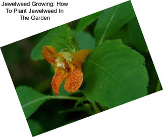 Jewelweed Growing: How To Plant Jewelweed In The Garden