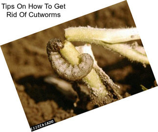Tips On How To Get Rid Of Cutworms