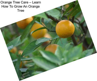 Orange Tree Care – Learn How To Grow An Orange Tree