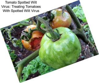 Tomato Spotted Wilt Virus: Treating Tomatoes With Spotted Wilt Virus