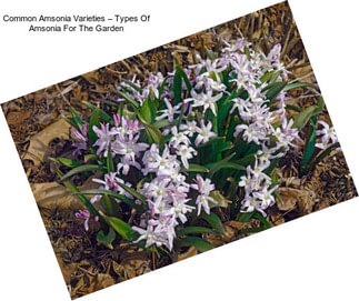 Common Amsonia Varieties – Types Of Amsonia For The Garden