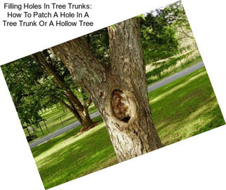 Filling Holes In Tree Trunks: How To Patch A Hole In A Tree Trunk Or A Hollow Tree